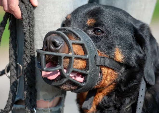 Rottweiler Mauling Prompts Stray Dog Crackdown in China